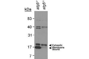 Western blot analysis of MAP1LC3A in mouse ES cell lysates using MAP1LC3A polyclonal antibody . (MAP1LC3A antibody  (AA 1-100))