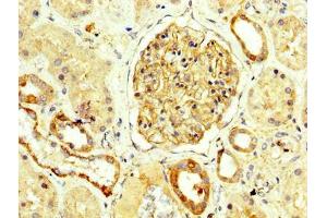 IHC image of ABIN7161148 diluted at 1:250 and staining in paraffin-embedded human kidney tissue performed on a Leica BondTM system. (Nephrin antibody  (AA 23-257))