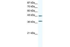 WB Suggested Anti-MAPK14 Antibody   Titration: 0. (MAPK14 antibody  (C-Term))