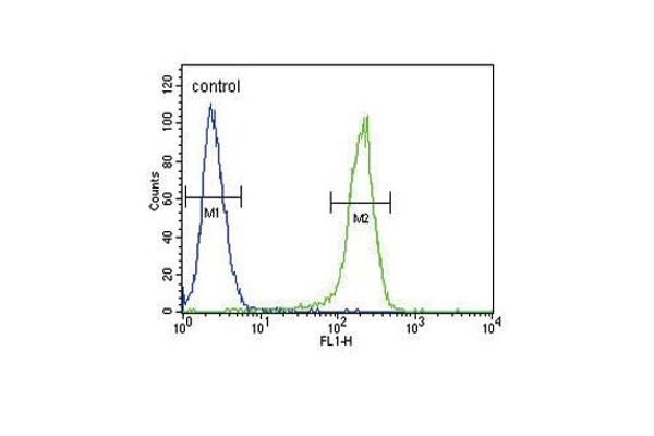 CCR7 antibody  (N-Term)