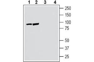 Western blot analysis of human SH-SY5Y neuroblastoma cell line lysate (lanes 1 and 3) and human Jurkat T-cell leukemia cell line lysate (lanes 2 and 4):1-2. (Neuronal Pentraxin Receptor (NPTXR) Peptide)