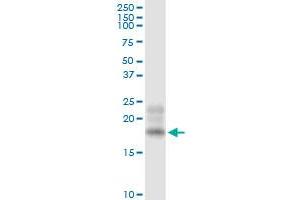 Immunoprecipitation of BST2 transfected lysate using anti-BST2 MaxPab rabbit polyclonal antibody and Protein A Magnetic Bead , and immunoblotted with BST2 purified MaxPab mouse polyclonal antibody (B02P) . (BST2 antibody  (AA 1-180))