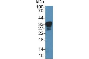 Western blot analysis of Rat Cerebrum lysate, using Mouse PRNP Antibody (2 µg/ml) and HRP-conjugated Goat Anti-Rabbit antibody ( (PRNP antibody  (AA 23-230))