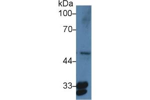 Western Blot; Sample: Human HepG2 cell lysate; ;Primary Ab: 3µg/ml Rabbit Anti-Human PTGES2 Antibody;Second Ab: 0.