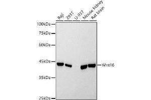 Western blot analysis of extracts of various cell lines, using Wnt16 antibody (ABIN7271376) at 1:500 dilution. (WNT16 antibody)