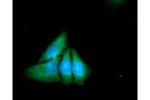 CC/IF analysis of XPNPEP1 in HeLa cell line, staining at 2-5ug for 1x106cells (red line). (XPNPEP1 antibody)