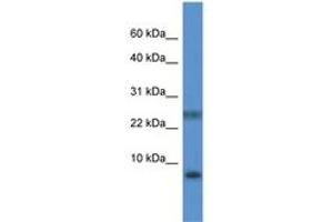 PRAC antibody  (C-Term)