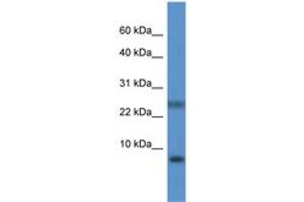 PRAC antibody  (C-Term)