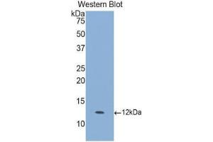 Western Blotting (WB) image for anti-Granulocyte Chemotactic Protein 2 (GCP2) (AA 40-114) antibody (ABIN1078091) (GCP2 antibody  (AA 40-114))