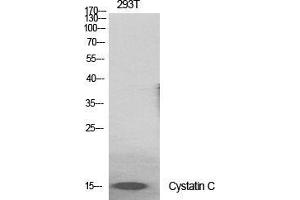 Western Blot (WB) analysis of specific cells using Cystatin C Polyclonal Antibody. (CST3 antibody  (Internal Region))