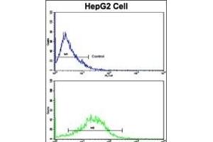 Flow cytometric analysis of HepG2 cells using CD49e Antibody (C-term)(bottom histogram) compared to a negative control cell (top histogram). (ITGA5 antibody  (C-Term))