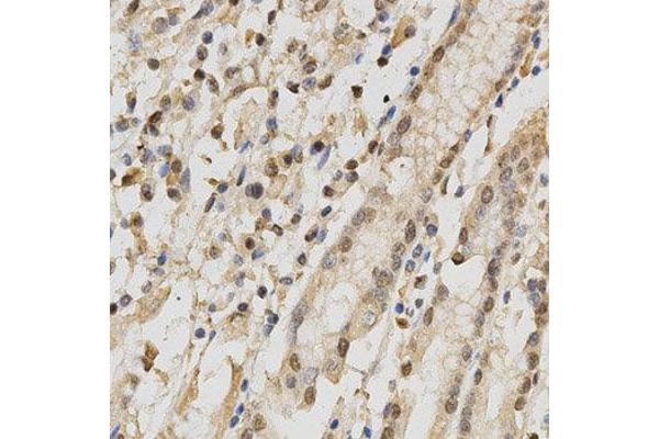 NeuN antibody  (AA 1-220)
