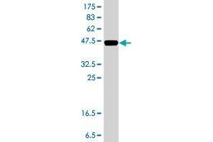 Western Blot detection against Immunogen (37. (ZNF281 antibody  (AA 787-893))
