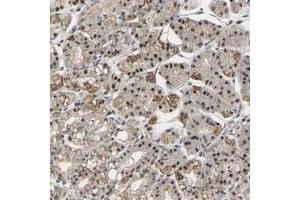 Immunohistochemical staining of human stomach with NOP5/NOP58 polyclonal antibody  shows nuclear and cytoplasmic positivity in glandular cells at 1:200-1:500 dilution. (NOP58 antibody)