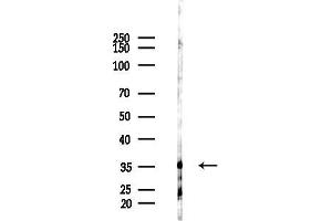anti-Syntaxin 7 (STX7) (Internal Region) antibody