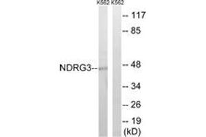 Western blot analysis of extracts from K562 cells, using NDRG3 Antibody. (NDRG3 antibody  (AA 206-255))