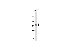 Anti-YOD1 Antibody (C-term) at 1:2000 dilution + K562 whole cell lysate Lysates/proteins at 20 μg per lane.