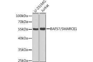 Western blot analysis of extracts of various cell lines, using B/B/SM antibody  at 1:1000 dilution. (SMARCE1 antibody  (AA 1-411))