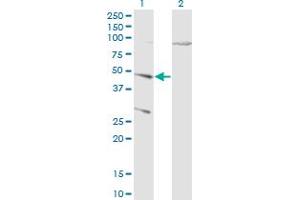 Western Blot analysis of CTSD expression in transfected 293T cell line by CTSD monoclonal antibody (M01), clone 3F12-1B9. (Cathepsin D antibody  (AA 26-412))