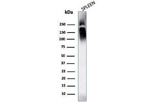 Western Blot Analysis of human spleen tissue lysates using CD45 Monoclonal Antibody (SPM569+SPM570). (CD45 antibody)