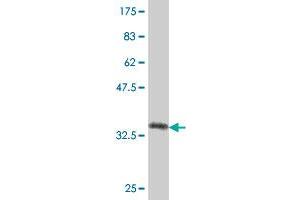 COL16A1 antibody  (AA 117-216)