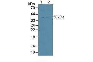 Figure. (SDCBP2 antibody  (AA 1-292))