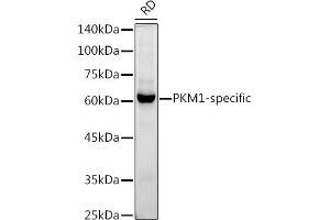 Western blot analysis of extracts of RD cells, using PKM1-specific antibody (ABIN7269382) at 1:1000 dilution. (PKM1 antibody)