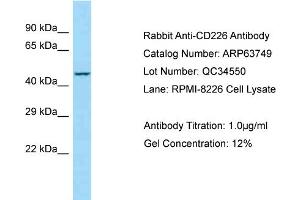 Western Blotting (WB) image for anti-CD226 (CD226) (C-Term) antibody (ABIN970330) (CD226 antibody  (C-Term))