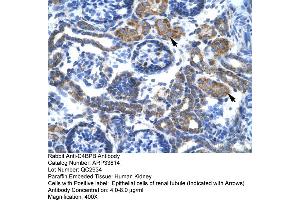 Human kidney (C4BPB antibody  (N-Term))