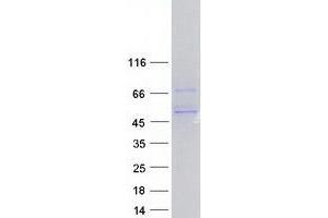 Validation with Western Blot (PPP2R5C Protein (Transcript Variant 1) (Myc-DYKDDDDK Tag))
