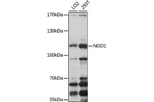 Western blot analysis of extracts of various cell lines, using NOD1 antibody (ABIN3021837, ABIN3021838, ABIN3021839 and ABIN6216095) at 1:1000 dilution.