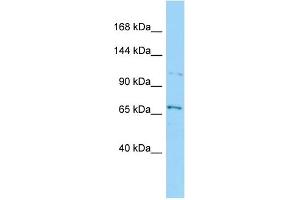 Host: Rabbit Target Name: SEC31B Sample Type: HepG2 Whole Cell lysates Antibody Dilution: 1. (SEC31B antibody  (Middle Region))