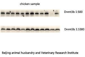 Western Blot (WB) analysis: Please contact us for more details. (DNMT3B antibody  (N-Term))