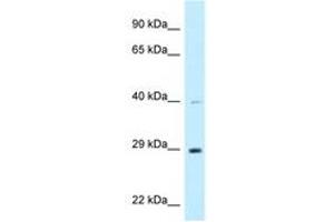 Image no. 1 for anti-DnaJ (Hsp40) Homolog, Subfamily C, Member 9 (DNAJC9) (AA 182-231) antibody (ABIN6747791) (DNAJC9 antibody  (AA 182-231))