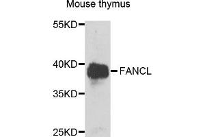 Western blot analysis of extracts of mouse thymus, using FANCL antibody.
