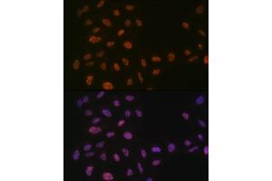 Immunofluorescence analysis of U-2 OS cells using PRPF8 Rabbit mAb (ABIN7269737) at dilution of 1:100 (40x lens). (PRPF8 antibody)