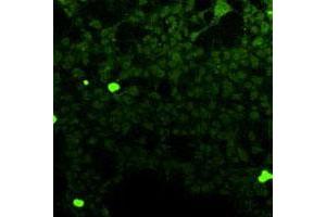 Immunofluorescence analysis of HEK 293T cells overexpressing human FFAR1, using Ffar1 monoclonal antibody, clone G16  .