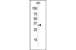 Western blot analysis of anti-PHB2 Antibody (C-term) (ABIN6242574 and ABIN6578986) in 293 cell line lysates (35 μg/lane). (Prohibitin 2 antibody  (C-Term))