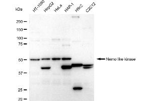 Western blotting analysis using Nemo like kinase antibody (ABIN7799571).