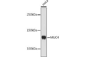Western blot analysis of extracts of HeLa cells, using MUC4 antibody (ABIN7268692) at 1:1000 dilution. (MUC4 antibody)