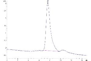 The purity of Biotunylated Human BCMA Trimer is greater than 95 % as determined by SEC-HPLC. (BCMA Protein (Trimer) (His-Avi Tag,Biotin))