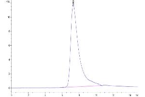 The purity of Human GFRAL is greater than 95 % as determined by SEC-HPLC. (GFRAL Protein (AA 19-351) (His-Avi Tag))