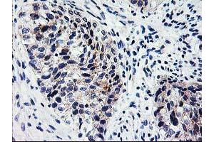 Image no. 2 for anti-X-Prolyl Aminopeptidase (Aminopeptidase P) 3, Putative (XPNPEP3) antibody (ABIN1501765) (XPNPEP3 antibody)
