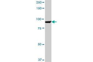 SEC63 MaxPab polyclonal antibody. (SEC63 antibody  (AA 1-760))