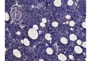 ABIN184728 (3µg/ml) staining of paraffin embedded Human Bone Marrow. (KLF1 antibody  (N-Term))
