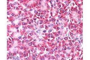 CCDC50 polyclonal antibody (Cat # PAB6706, 5 ug/mL) staining of paraffin embedded human pancreas.