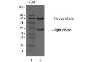 SDS-PAGE analysis of purified BCI-3E7 monoclonal antibody. (c-MET antibody)