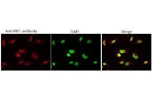 Immunofluorescence (IF) image for anti-EP300 Interacting Inhibitor of Differentiation 1 (EID1) (AA 1-19) antibody (ABIN3201017)