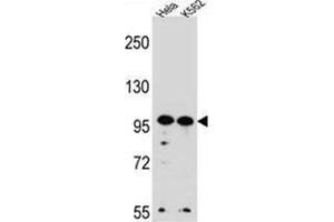 WDR3 Antibody (N-term) western blot analysis in Hela,K562 cell line lysates (35 µg/lane).