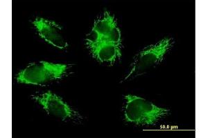 Immunofluorescence of purified MaxPab antibody to COX6B1 on HepG2 cell. (COX6B1 antibody  (AA 1-86))